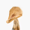 Buy African Kobe Magic Mushroom in Portland Oregon African Kobe Magic Mushroom for sale in USA