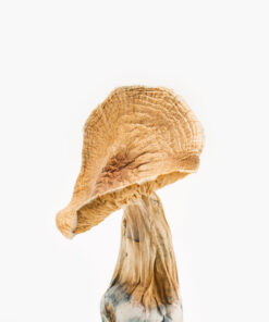Buy African Kobe Magic Mushroom in Portland Oregon African Kobe Magic Mushroom for sale in USA
