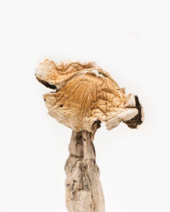 Buy Amazonian magic mushroom online in Florida USA  magic mushroom for sale in Orlando FL USA