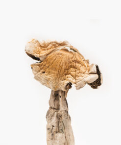 Buy Amazonian magic mushroom online in Florida USA  magic mushroom for sale in Orlando FL USA