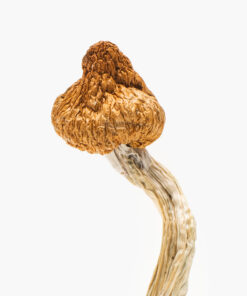 Buy Cloud Walker Magic Mushroom in Virginia Cloud Walker shrooms for sale in Virginia