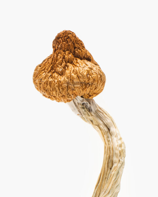 Buy Cloud Walker Magic Mushroom in Virginia Cloud Walker shrooms for sale in Virginia