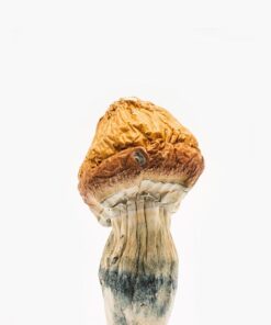 Buy Malabar Coast magic mushroom online in Arizona USA| Malabar Coast shrooms for sale in DC