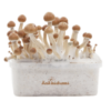 Buy Fresh Mushrooms grow kit Golden Teacher in Washington DC USA