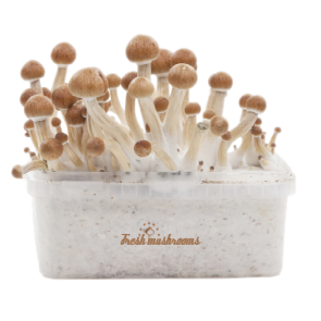 Buy Fresh Mushrooms grow kit Golden Teacher in Washington DC USA