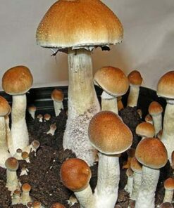 Buy Z-Strain Spores in Detroit USA mushroom spores for sale in Michigan