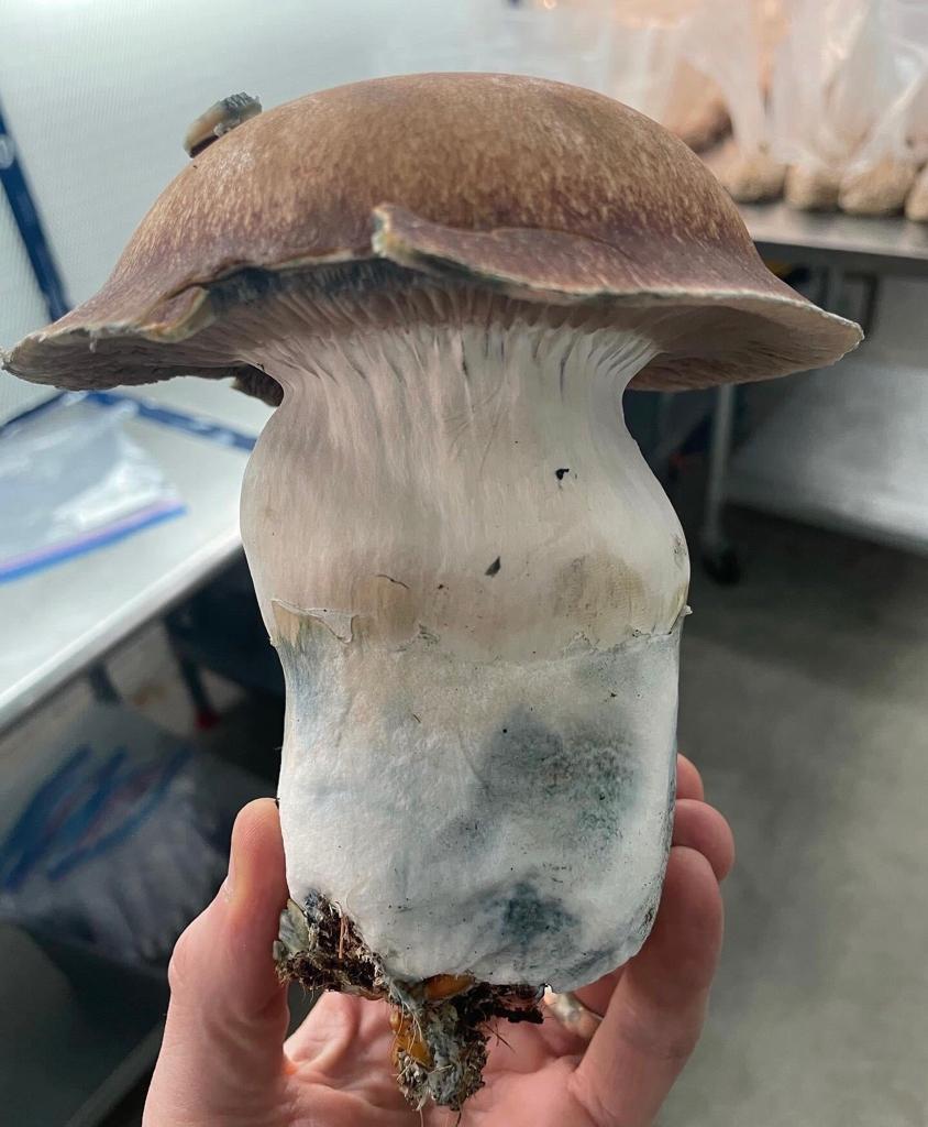 buy magic mushroom in dc