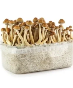 Magic mushroom grow kits