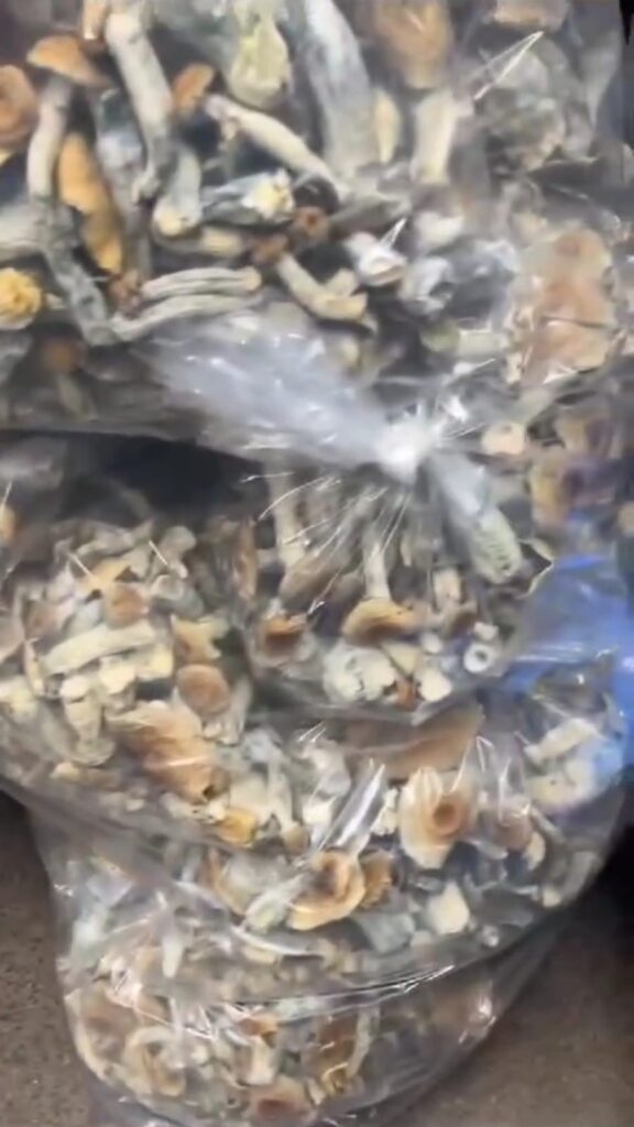 Buy Golden Teacher Shrooms in Bulk USA