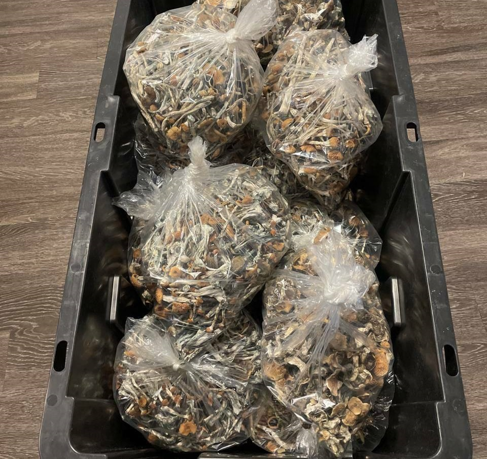 Buy shrooms in bulk usa