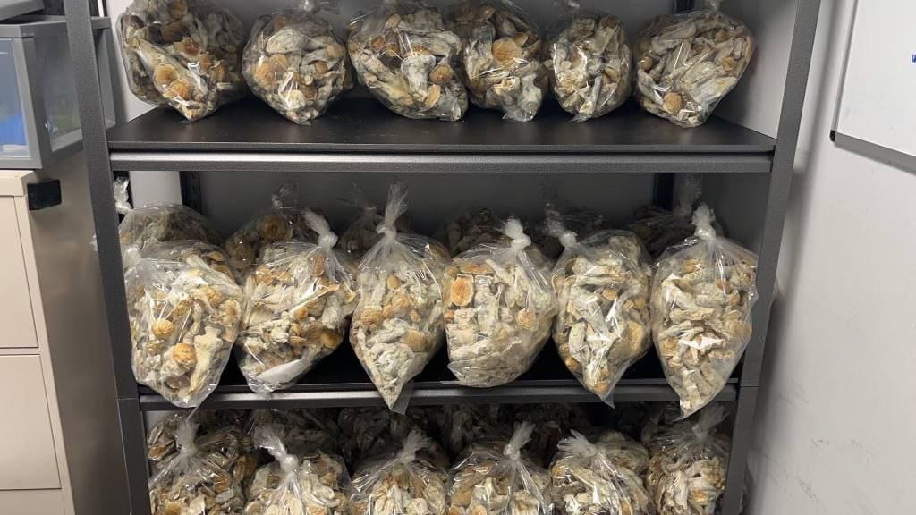 B plus Magic Mushrooms Bulk Sale Kg